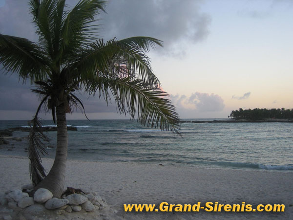 palm tree on the beach