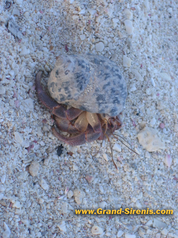 hermit crab